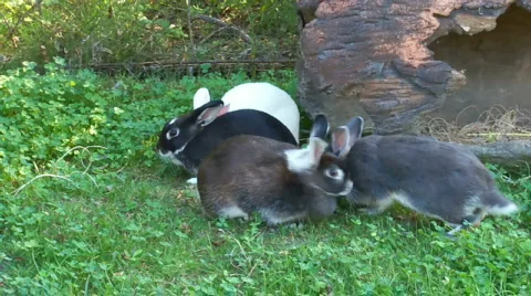 Bunnies Stock Footage 511337
