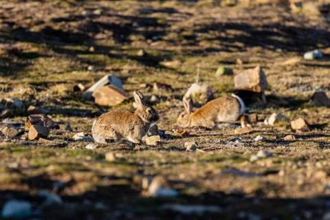 Bunnies Jumping Foto stock