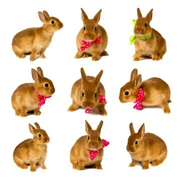 Bunnies Stock-Fotos