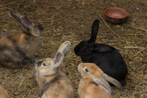 Bunnies Stock-Fotos