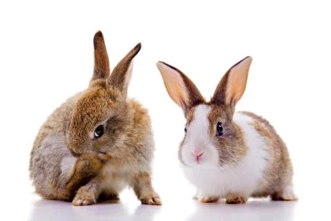 Bunnies Stock Photos