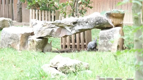 Bunnies under rock Stock Footage 170333572