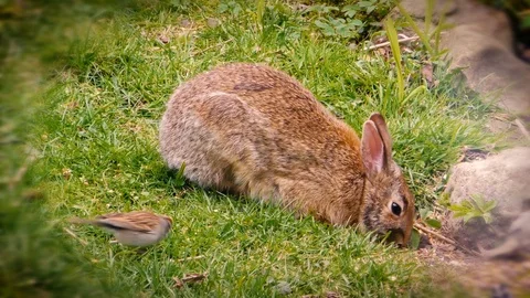 Bunny  and a bird Stock Footage 108512608