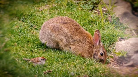 A bunny and a bird Stock Footage 108512622