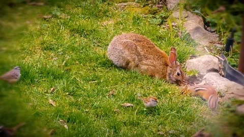 A bunny and a bird Stock Footage 108512634