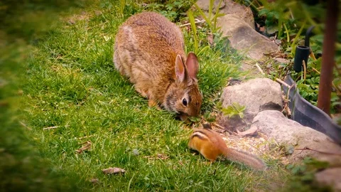 Bunny and a chipmunk Stock Footage 108512641
