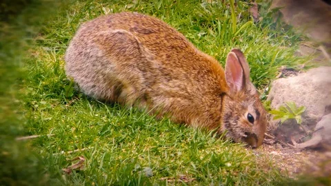 A bunny and a chipmunk Stock Footage 108512656