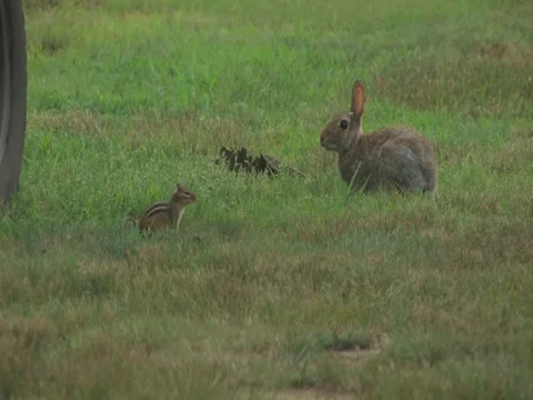 A Bunny and a Chipmunk Stock Footage 128714547