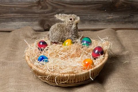 Bunny and easter eggs in an easter nest. Stock Photos