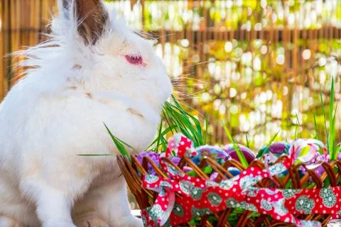 Bunny and easter eggs on sunny april's noon Foto stock