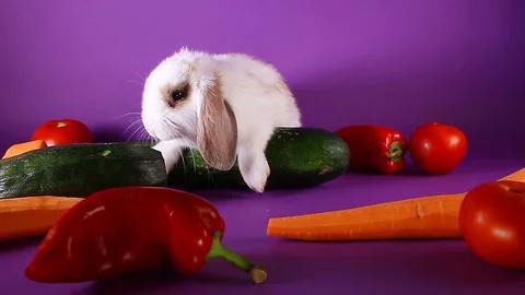 Bunny and vegetables. Rabbit with vegetable. Carrot,cucumber, Stock Footage 94352613