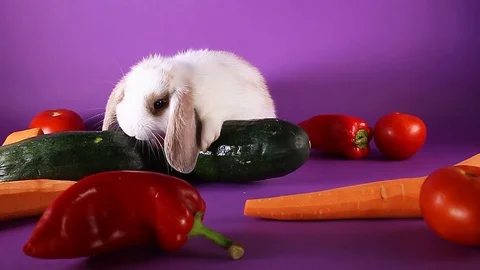 Bunny and vegetables. Rabbit with vegetable. Carrot,cucumber, Stock Footage 94352732