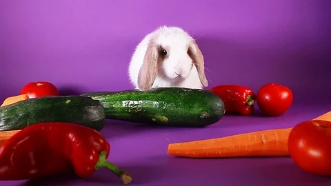 Bunny and vegetables. Rabbit with vegetable. Carrot,cucumber, Stock Footage 94352957