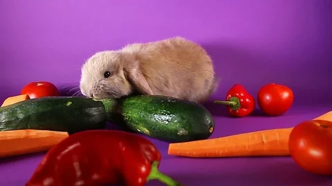 Bunny and vegetables. Rabbit with vegetable. Carrot,cucumber, Stock Footage 94353131
