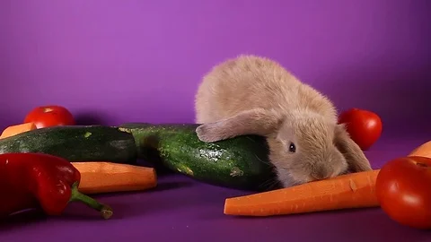 Bunny and vegetables. Rabbit with vegetable. Carrot,cucumber, Stock Footage 94353225