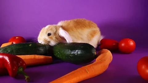 Bunny and vegetables. Rabbit with vegetable. Carrot,cucumber, Stock Footage 94353369