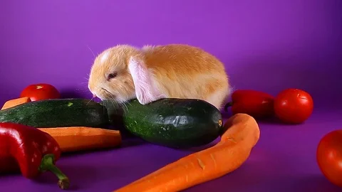Bunny and vegetables. Rabbit with vegetable. Carrot,cucumber, Stock Footage 94353480