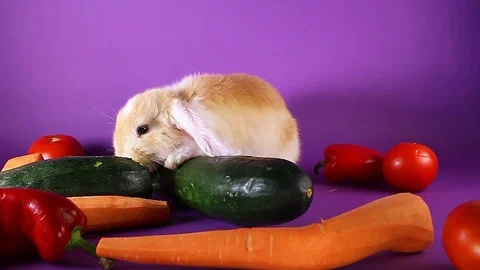 Bunny and vegetables. Rabbit with vegetable. Carrot,cucumber, Stock Footage 94353625
