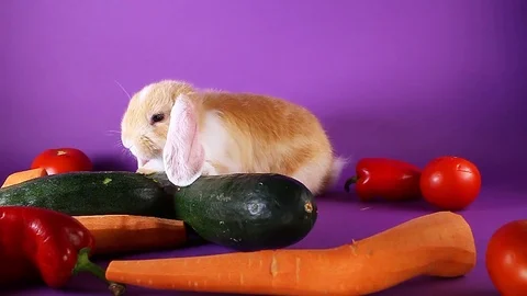 Bunny and vegetables. Rabbit with vegetable. Carrot,cucumber, Stock Footage 94353738