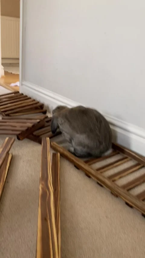 Bunny assembling furniture Stock Footage 133830406