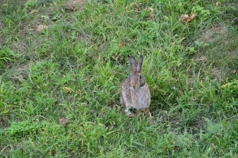 Bunny in the Backyard 1 스톡 사진