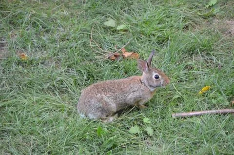 Bunny in the Backyard 4 스톡 사진