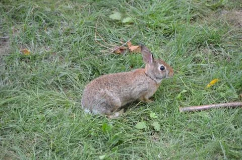 Bunny in the Backyard 5 스톡 사진