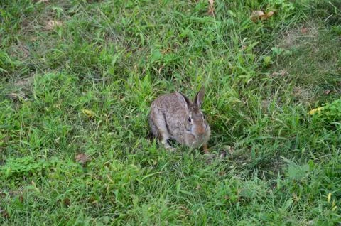 Bunny in the Backyard 6 스톡 사진