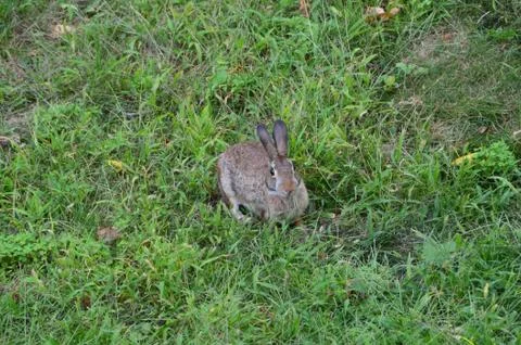 Bunny in the Backyard 7 스톡 사진