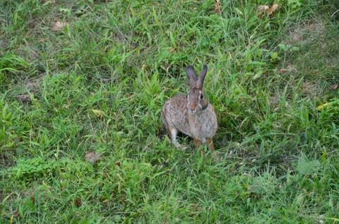 Bunny in the Backyard 8 스톡 사진