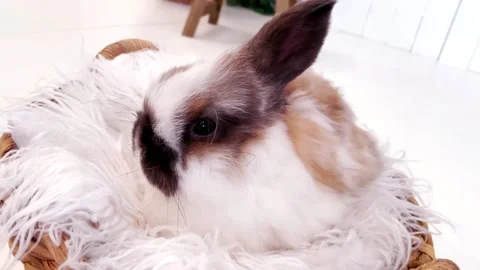 Bunny in a Basket Stock Footage 163075994