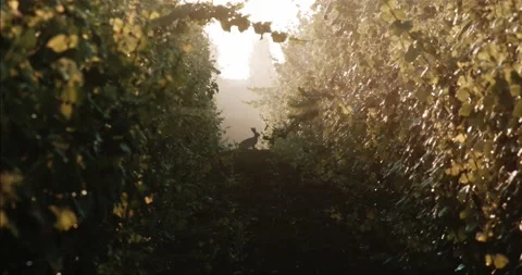 Bunny Between Vine Rows Field Grape Wine Morning Dawn Golden Hour 8K Red Vídeo Stock 135621811