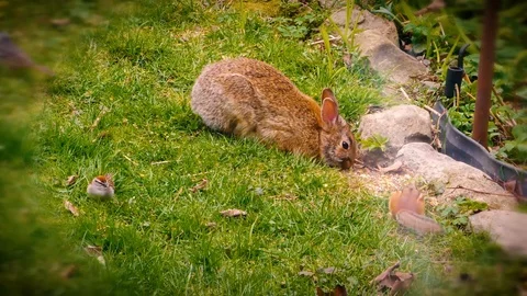 A bunny a bird and a chipmunk Stock Footage 108512627