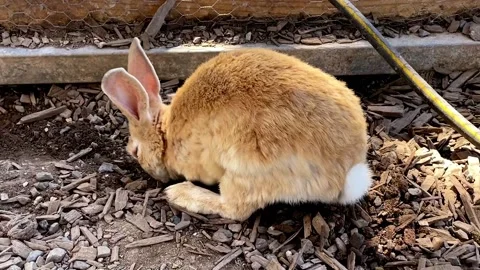 Bunny Burrowing in the Ground Video stock 163075988