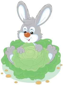 Bunny with a cabbage Stock Illustration