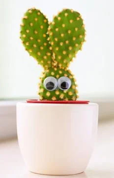 Bunny cactus Stock Photos