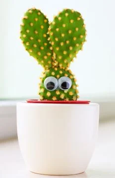 Bunny cactus Stock Photos