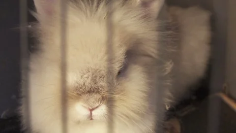 Bunny in Cage, Slow motion Stock Footage 78972138