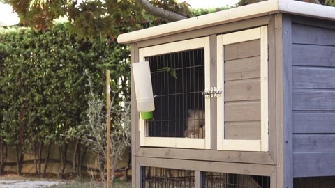 Bunny in a Cage in Yard Video stock 78973323