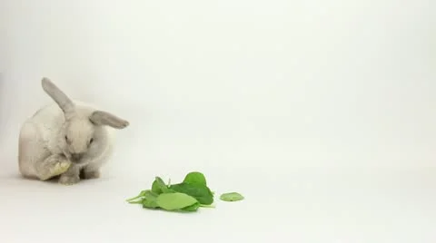 Bunny Cleaning Himself Video stock 22211830