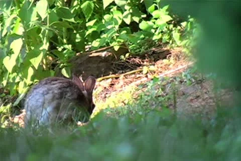 Bunny Cleaning Itself Video stock 9031188