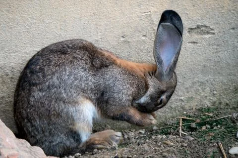 Bunny cleans himself Stock Photos