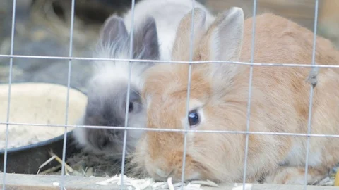 Bunny close up Stock Footage 101978995