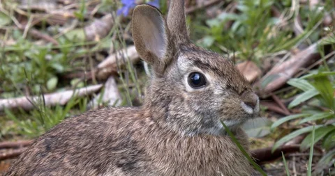 Bunny close up (slow motion) Stock Footage 129108588