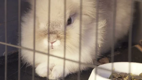 Bunny in Corner of its Cage Stock Footage 78971952