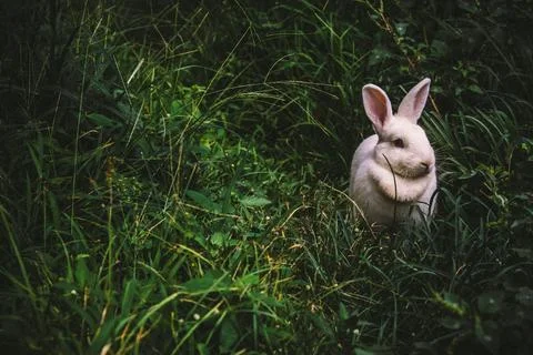 Bunny, Cute, Grass image Stock Photos