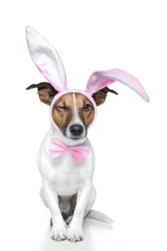 Bunny dog easter Stock Illustration