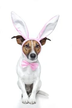 Bunny dog easter Stock Illustration