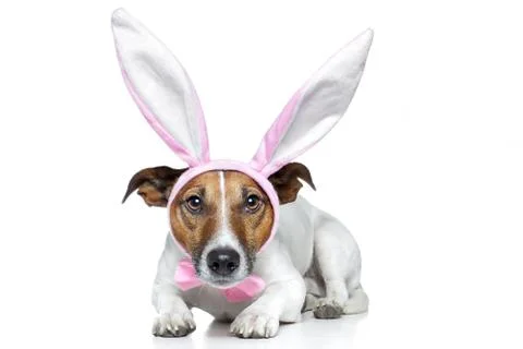 Bunny dog easter Stock Photos