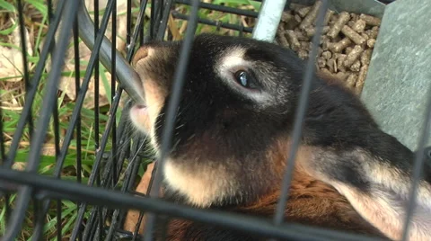 Bunny drinking water Video stock 43066903